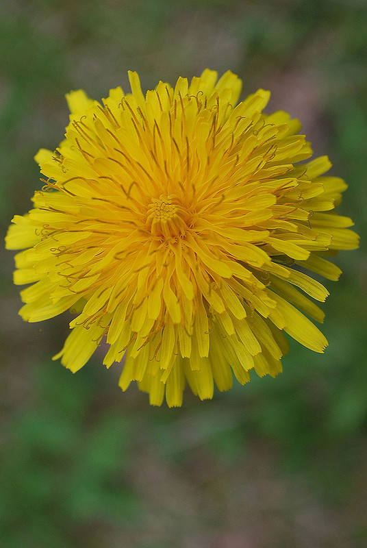 Dandelion