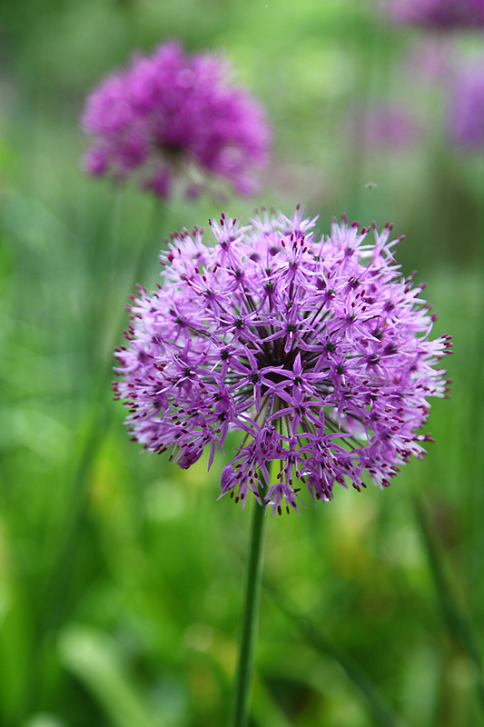 Allium