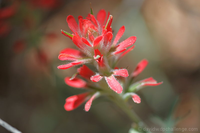 Red Desert Beauty