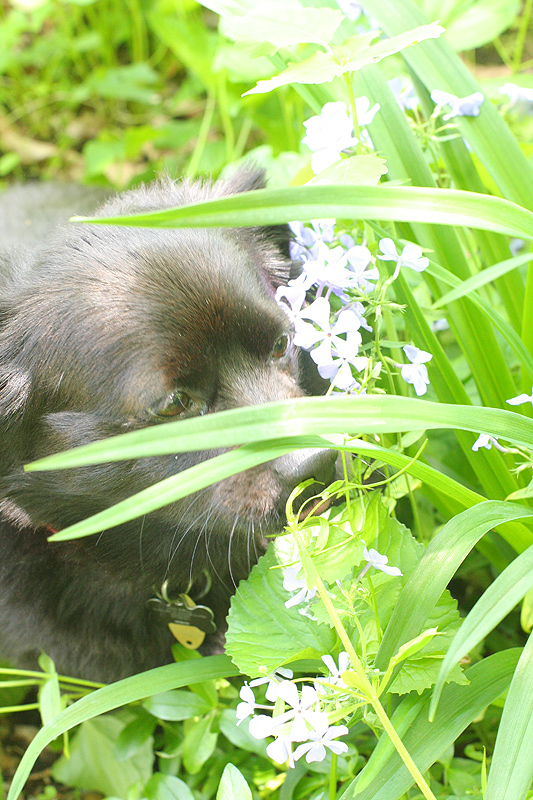 please don't eat the phlox