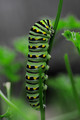 Caterpillar