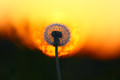 Burning dandelion