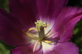 Purple Tulip Close-up