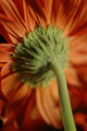 Gerbera Textures