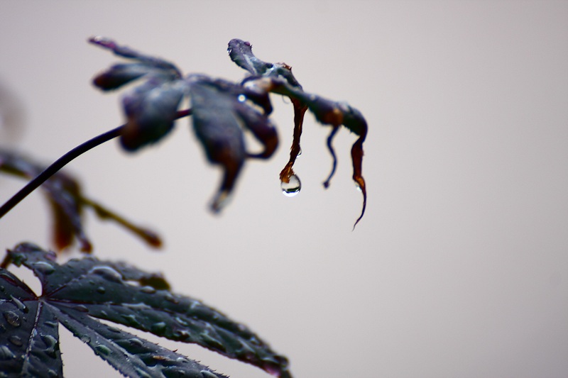 Japanese Maple