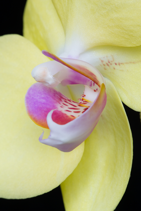 Pinwheel Orchid