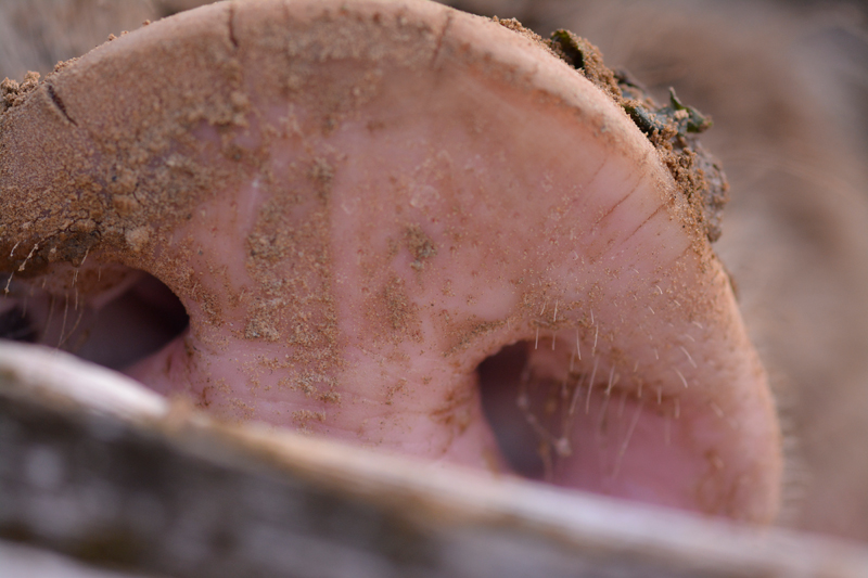 This little piggy nose everything! 