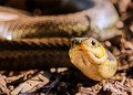 Don't ssssStep on Me, I'm Just ssssSunning Myself