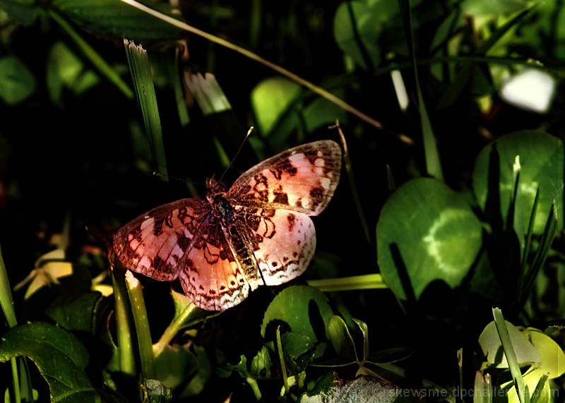 fritillary