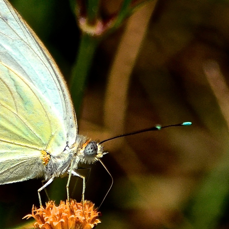 Nibbling the Nectar