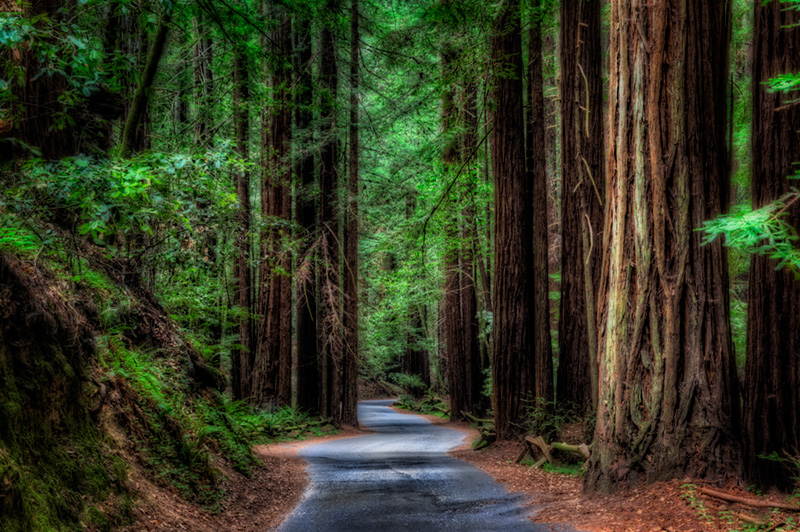 Armstrong Redwoods State Natural Reserve Park