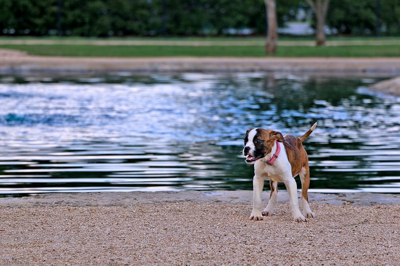 Puppy's day out