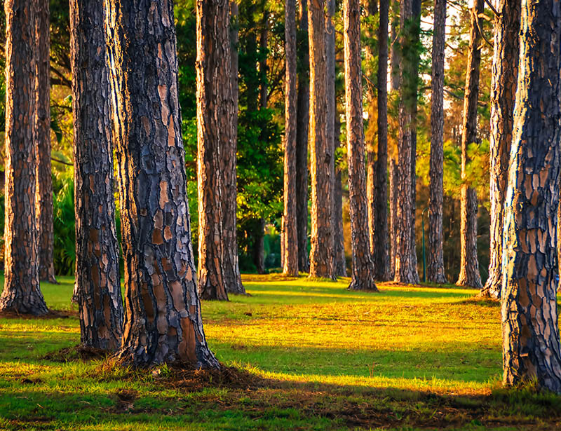 Walk through the Pines