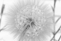 Tragopogon dubius