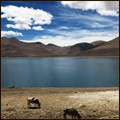 the spring of Tibet