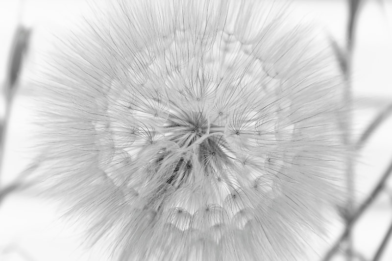 Tragopogon dubius