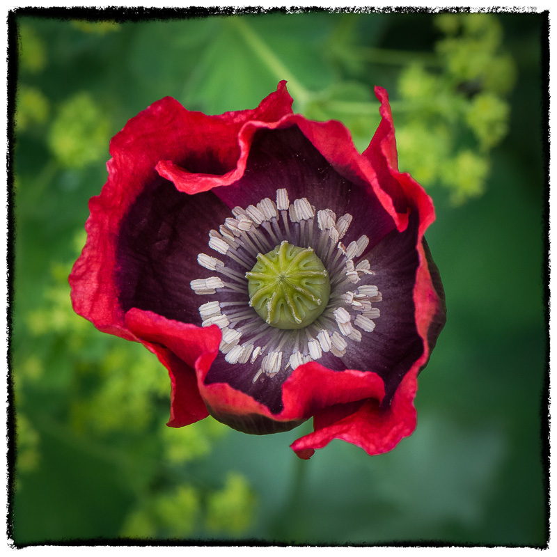 Poppy