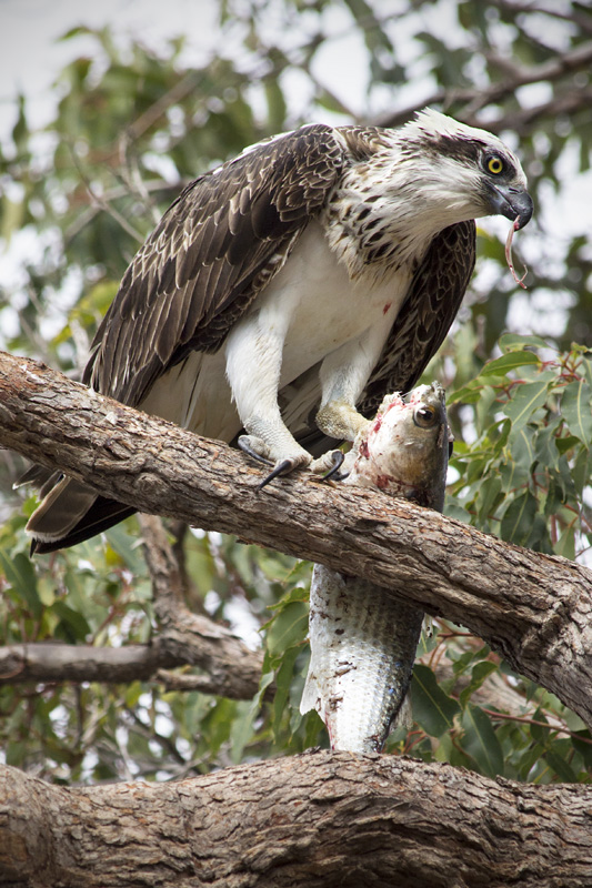 The Osprey's Meal