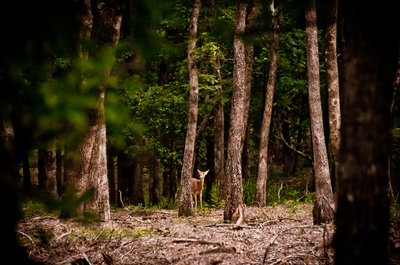 In the woods