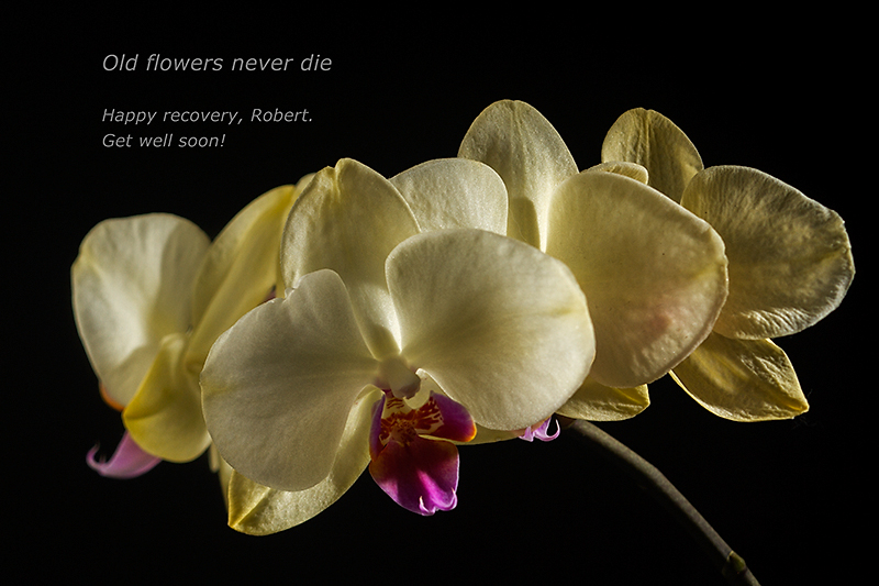 Old flowers never die