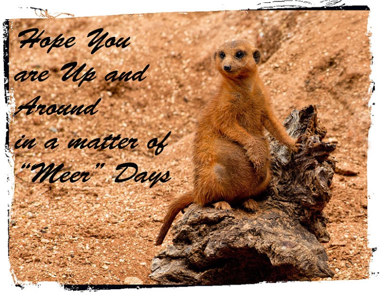 Meerkat Wishes