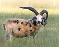Bad Horn Day (Jacob Sheep)