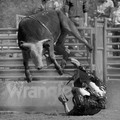 Wrangler
