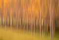 Panning of Autumn's Trees