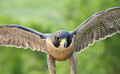 Peregrine Falcon fighting my camera