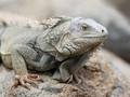 Iguana