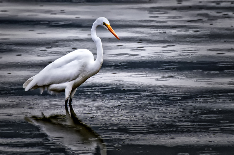 Contemplating Raindrops