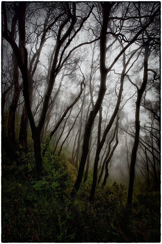 High Fog, Partington Ridge