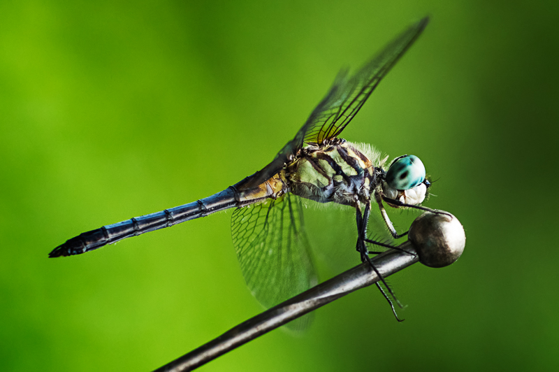 A Dance With Dragonfly