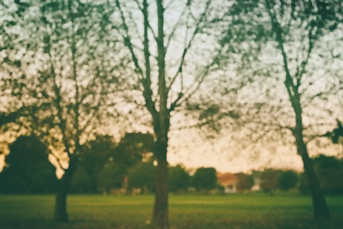 Trees on the Avenue