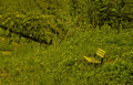 bench in the bush