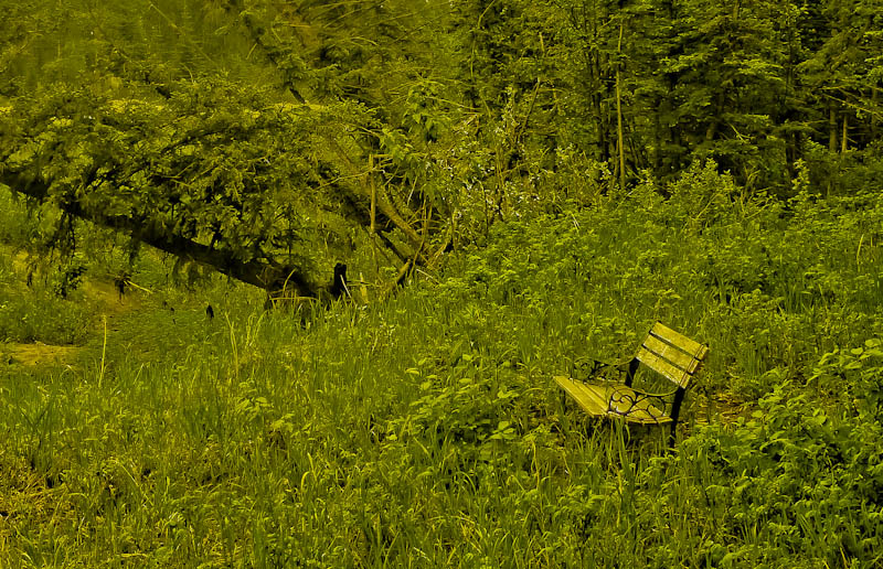 bench in the bush