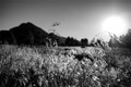 Backlit Cheat Grass