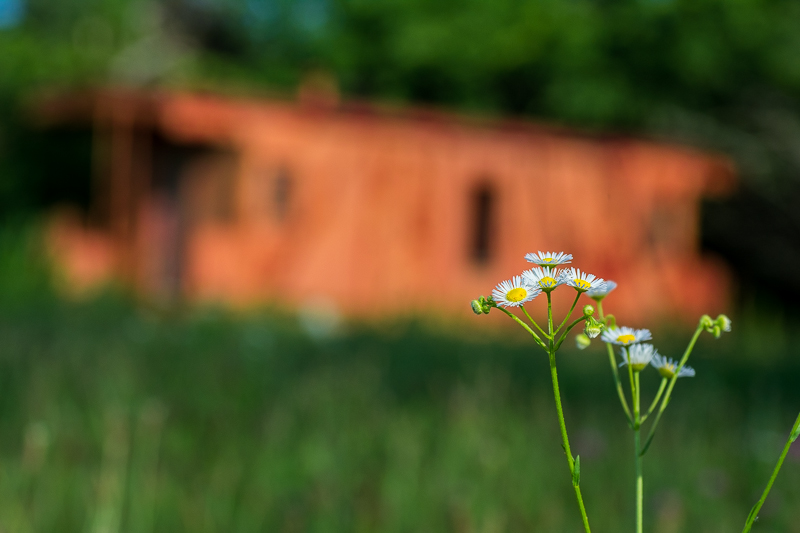 Wild Caboose