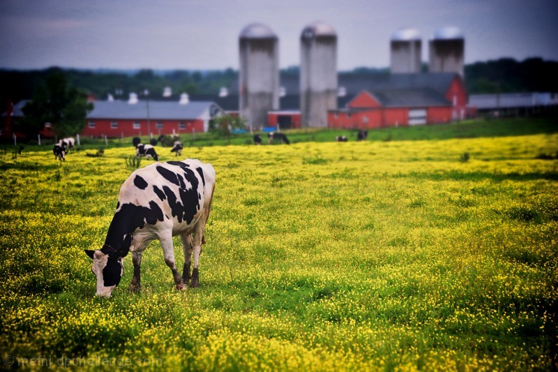 Holstein Heaven