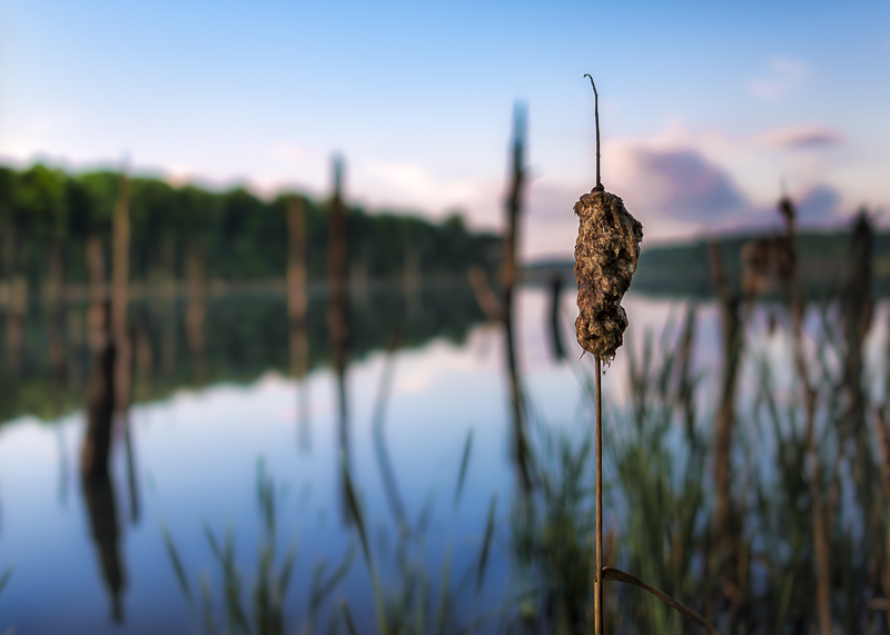 Cattail At Sunrise