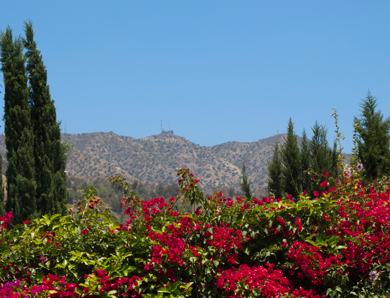 Bougainvilla