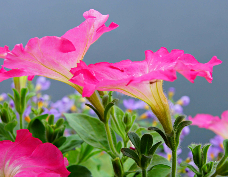 Flowers at the lake