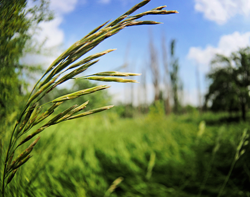 Fields of Green