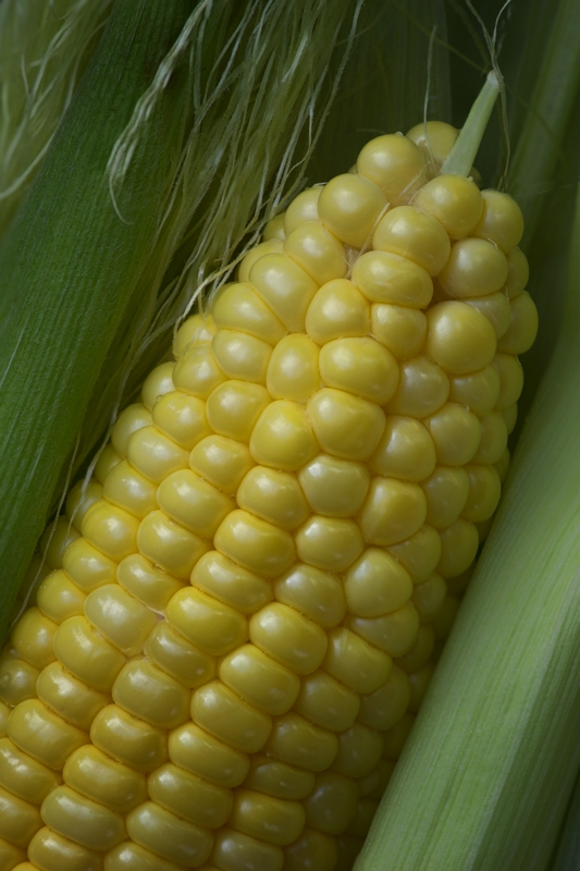 Corn