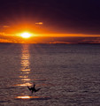 Day's Last Dive