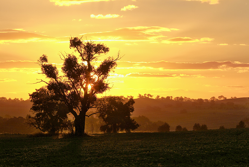 The Old Tree