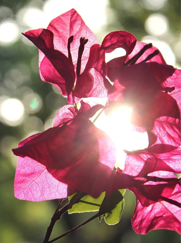 Bougainvillea