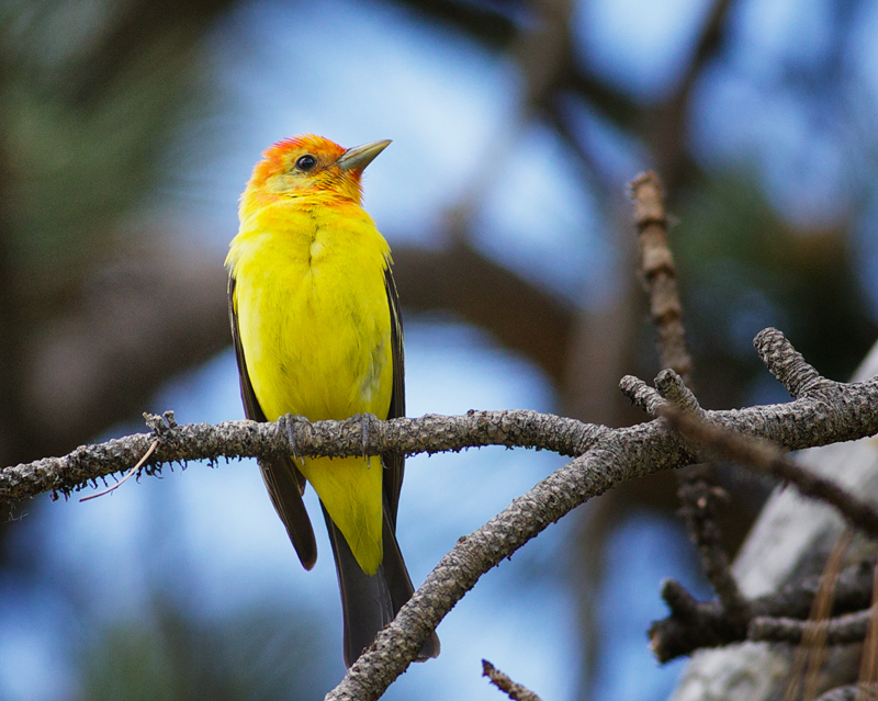 Western Tanager, male.