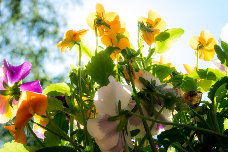 Blooming flowers