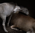 sheeping